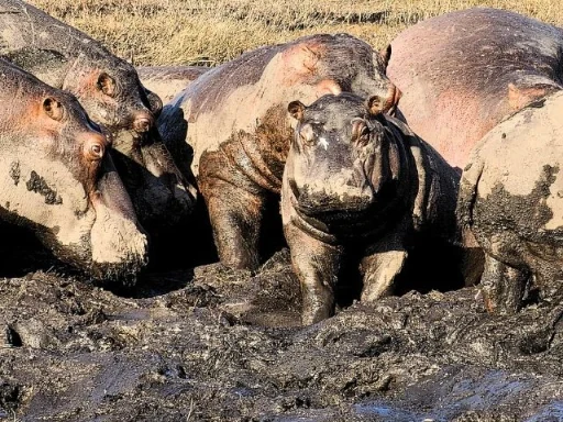 Hippos in a Mud Bath – African Odyssey Motorcycle Tour