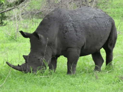 See rhinos – African Odyssey Motorcycle Tour