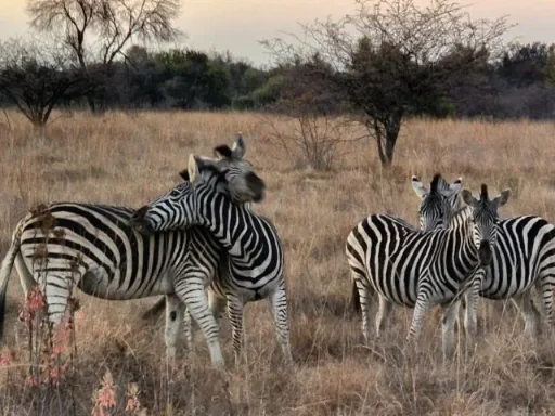 Zebra watching – African Odyssey Motorcycle Tour