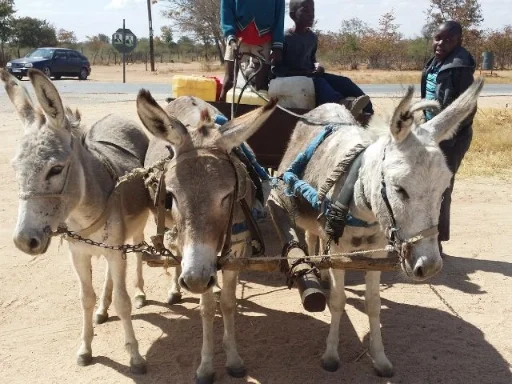 donkey ride – African Odyssey Motorcycle Tour