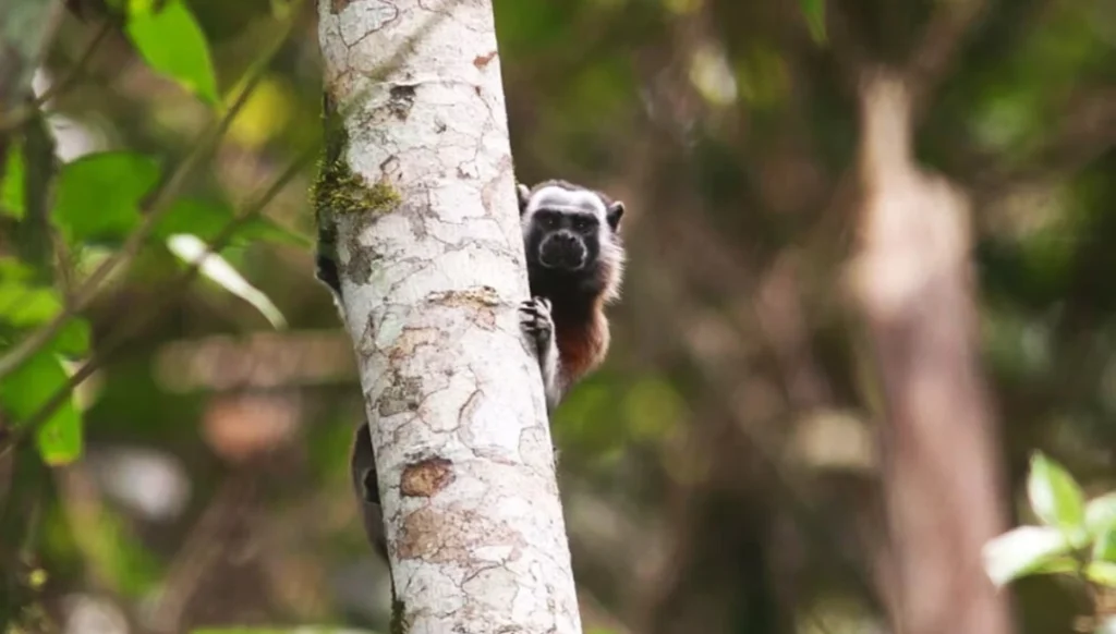 3-Day Motorcycle Tour | Colombia - Rio Claro Adventure monkey