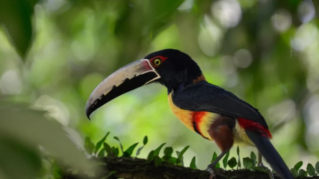 3-Day Motorcycle Tour | Colombia - Rio Claro Adventure animal