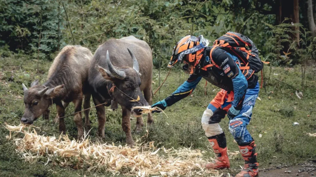 10 day north thailand motorcycle tour buffalo feeding