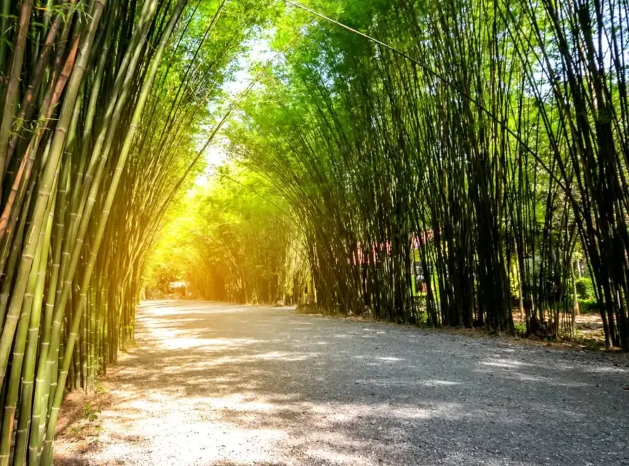 Motorcycle Day Tour Thailand – Pattaya Jungle Enduro Adventure bamboo road
